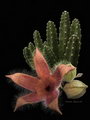 Carrion Plant, Toad Plant,Stapelia nobilis , Stapelia marlothii ,سوسن لاشه,گیاه وزغ,کاکتوس قورباغه‌ا